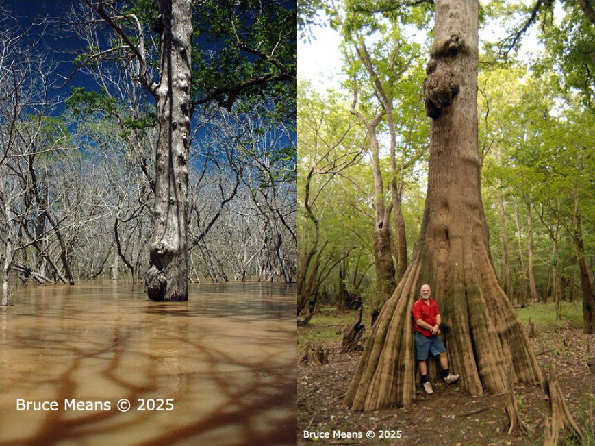 Exploring Florida’s Garden of Eden: Natural History Wonders Along the Apalachicola with Bruce Means